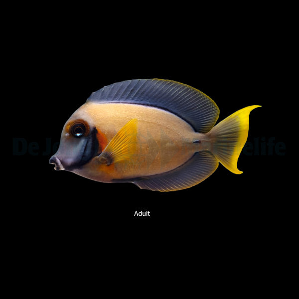 Acanthurus pyroferus
