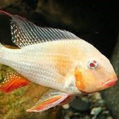 Acarichthys heckelii albino 6-7 cm