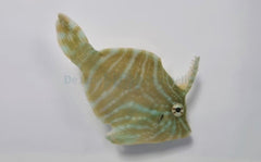 Acreichthys radiatus