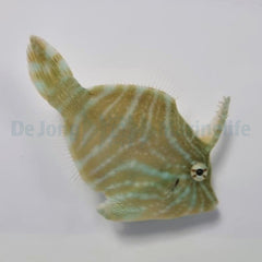 Acreichthys radiatus