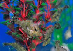 Acreichthys tomentosus - DJM Bred