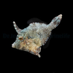 Acreichthys tomentosus