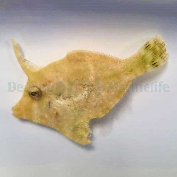 Acreichthys tomentosus