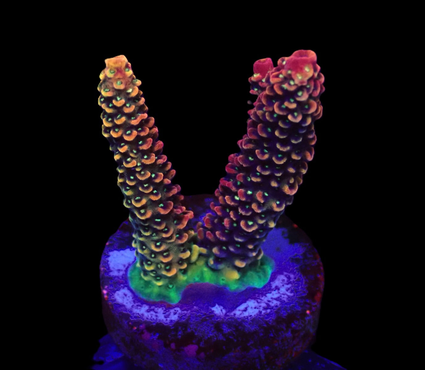 Acropora spp. (Ultra) (frag)