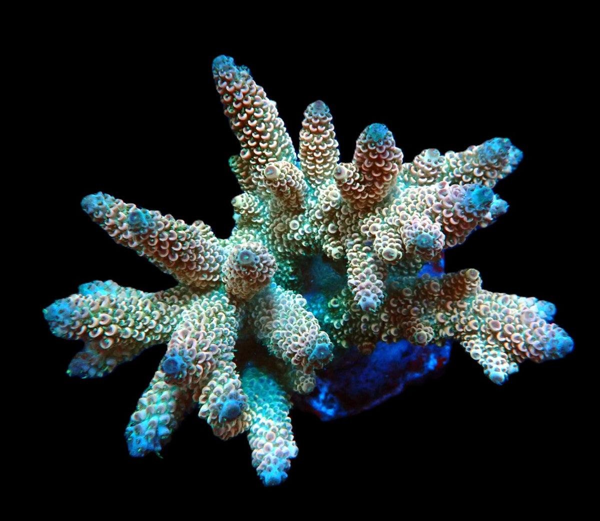 Acropora abrolhosensis (Ultra) (L) f 610