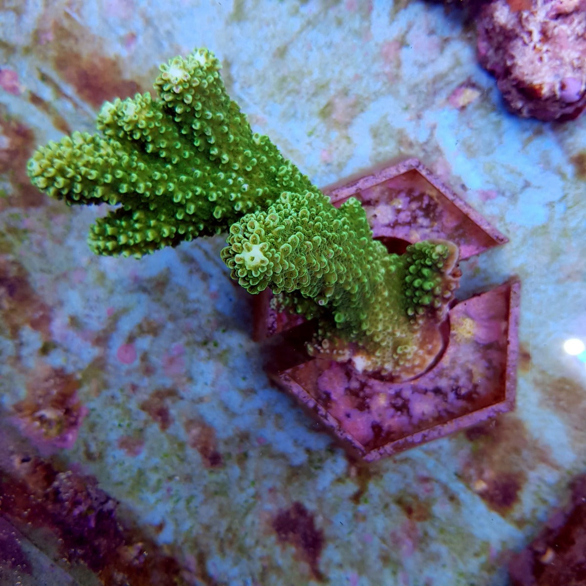 Acropora abrotanoides