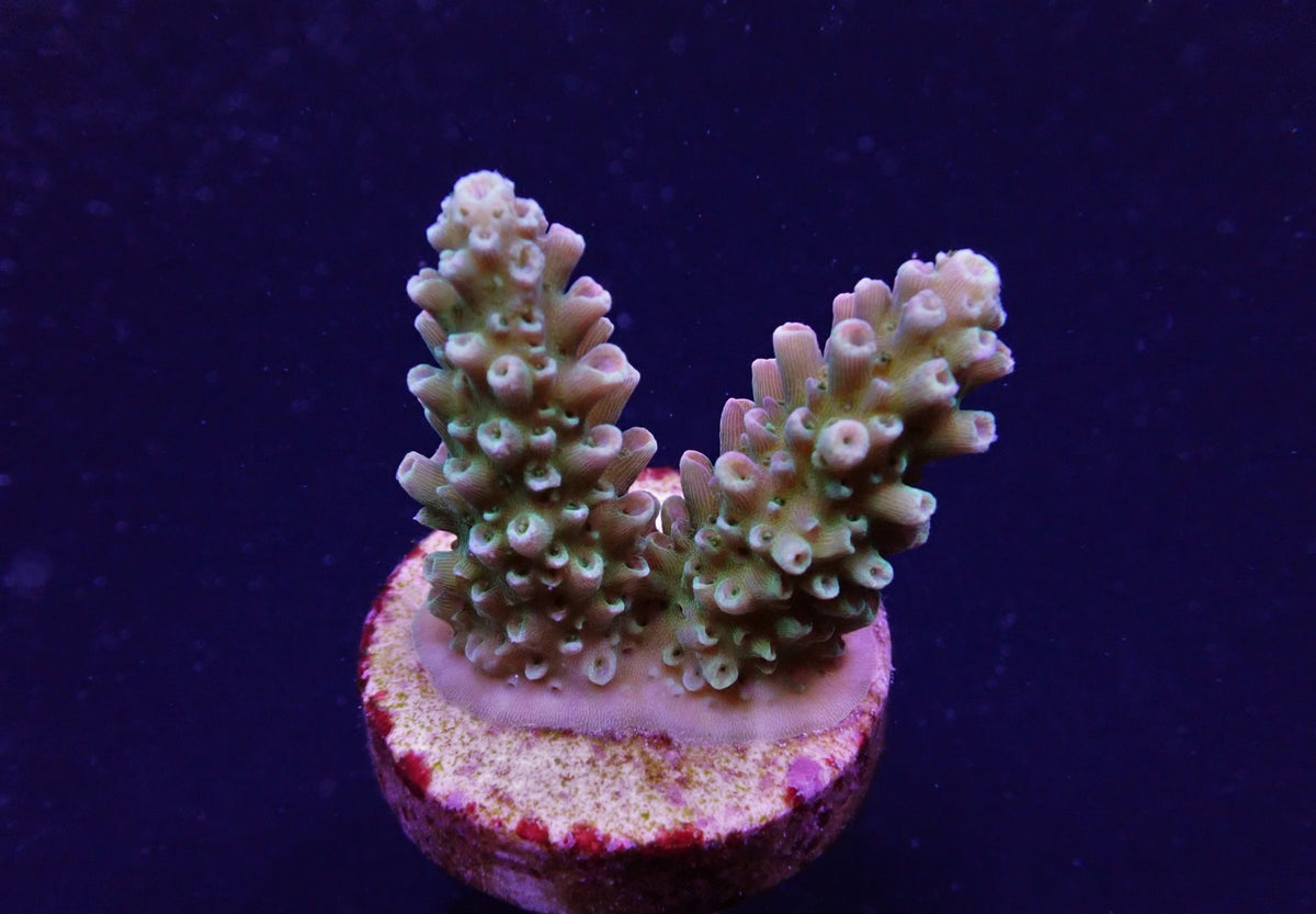 Acropora abrotanoides (frag)
