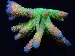 Acropora abrotanoides (Yellow Polyp) (Coral Sea) (XXL) f 026