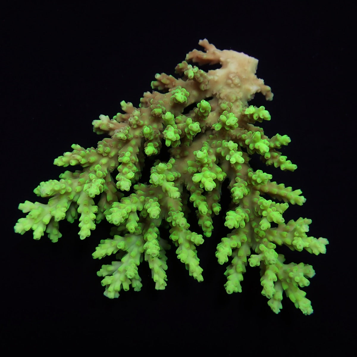 Acropora aculeus