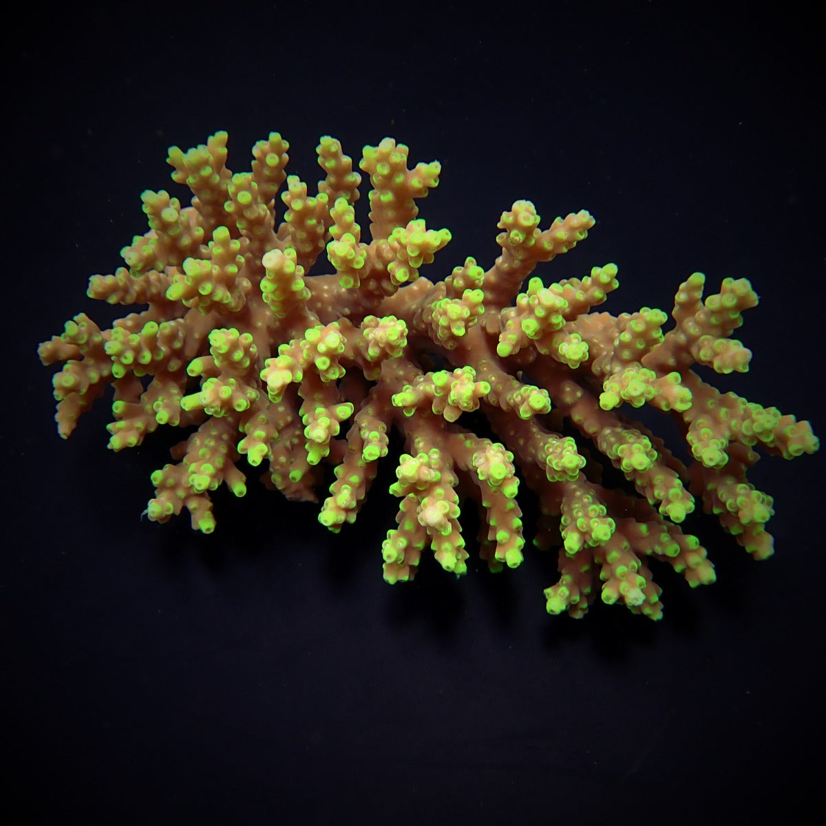 Acropora aculeus