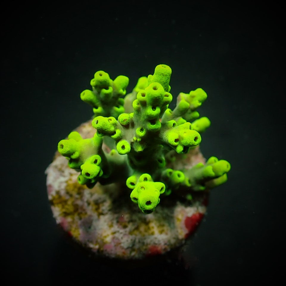 Acropora aculeus