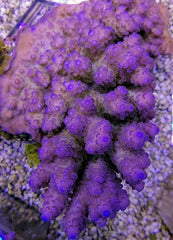 Acropora anthocercis