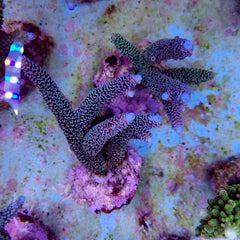 Acropora aspera