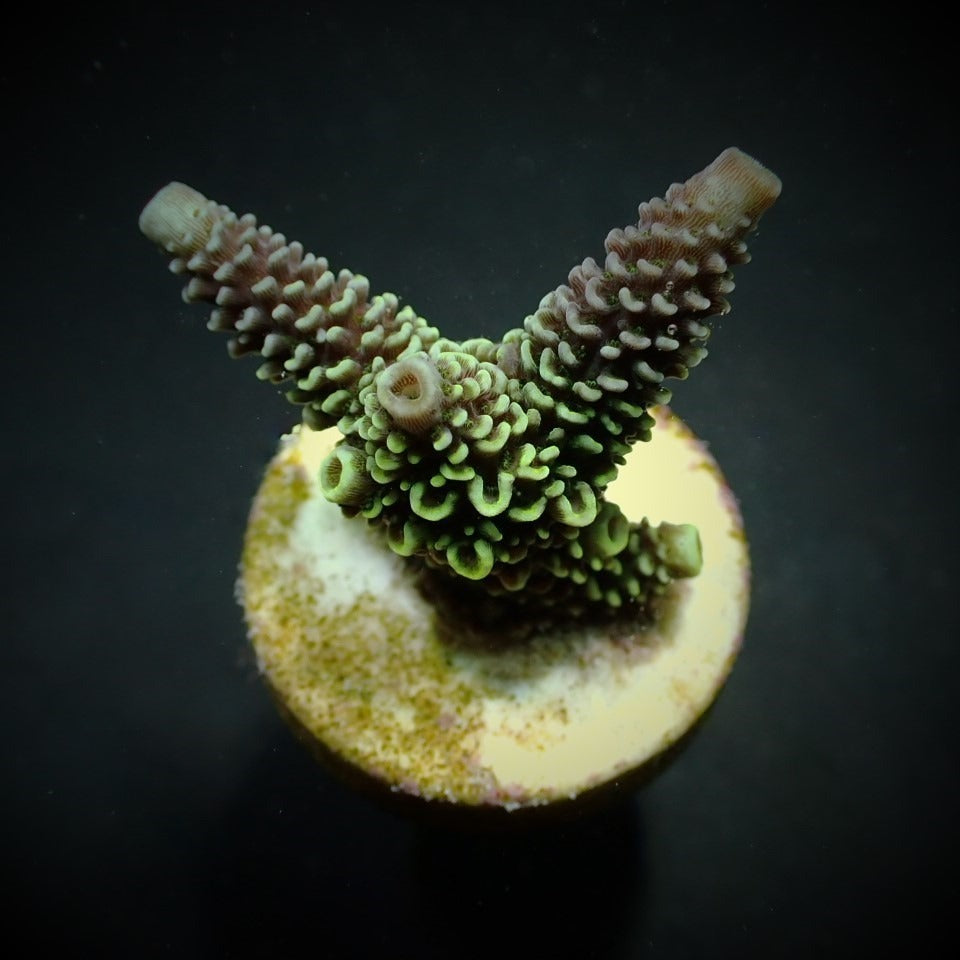 Acropora aspera (frag)