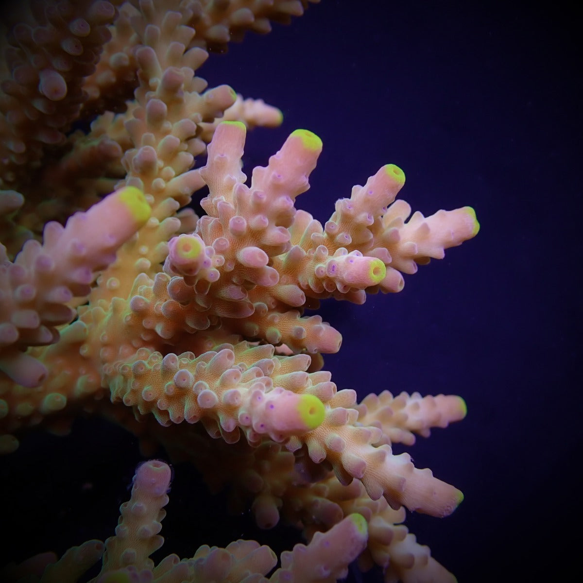 Acropora austera