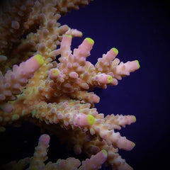 Acropora austera