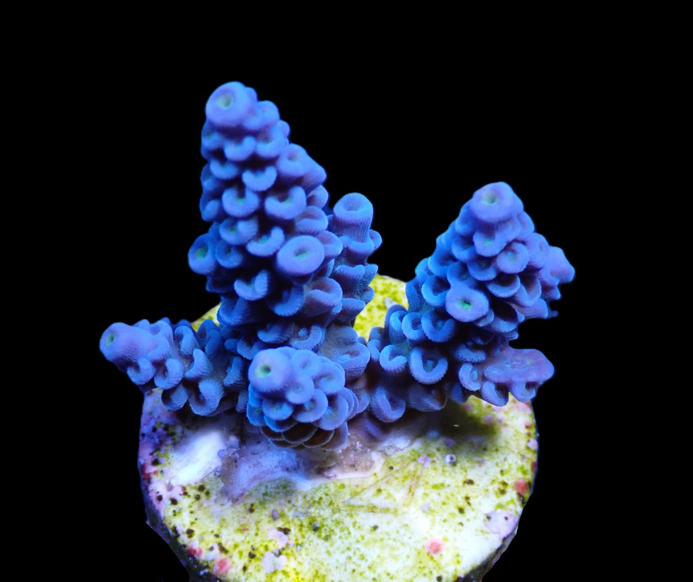 Acropora bifaria (Blue) (frag)