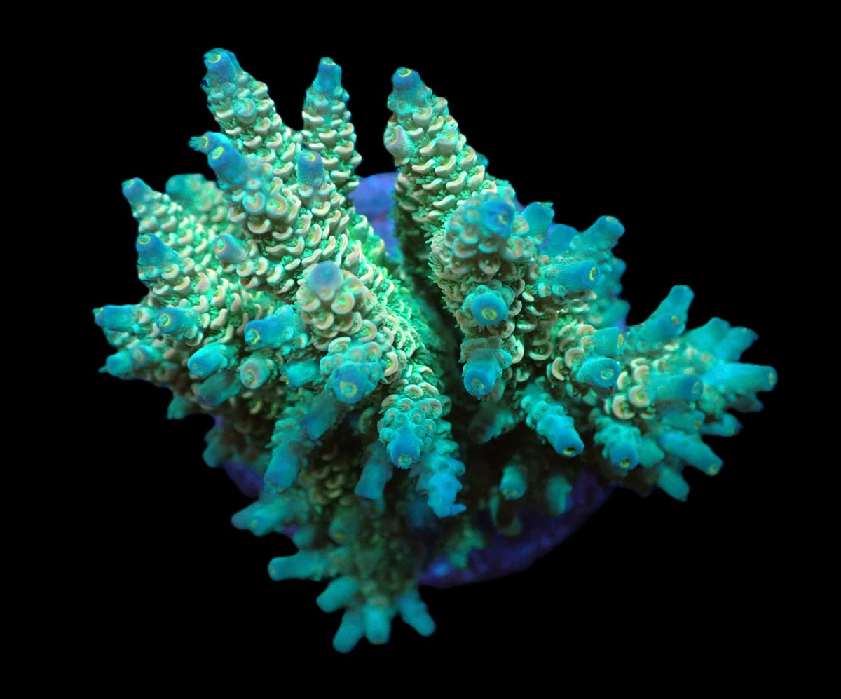 Acropora bifaria (Special Selected) (L) f 378