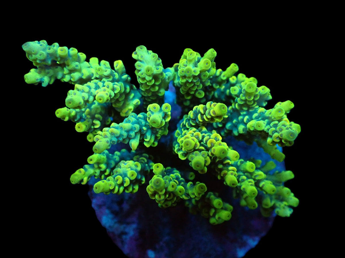 Acropora bifaria (Yellow-Green) (M) f 119