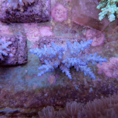 Acropora carduus