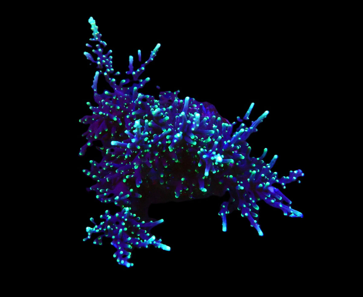 Acropora carduus