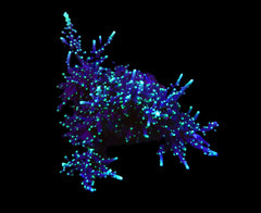 Acropora carduus