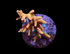 Acropora spp. (DJM Signature) (frag)