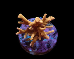 Acropora spp. (DJM Signature) (frag)