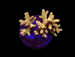 Acropora spp. (DJM Signature) (frag)
