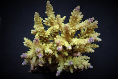 Acropora cerealis
