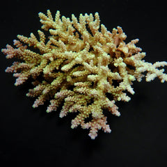 Acropora chesterfieldensis