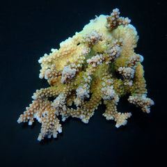 Acropora clathrata