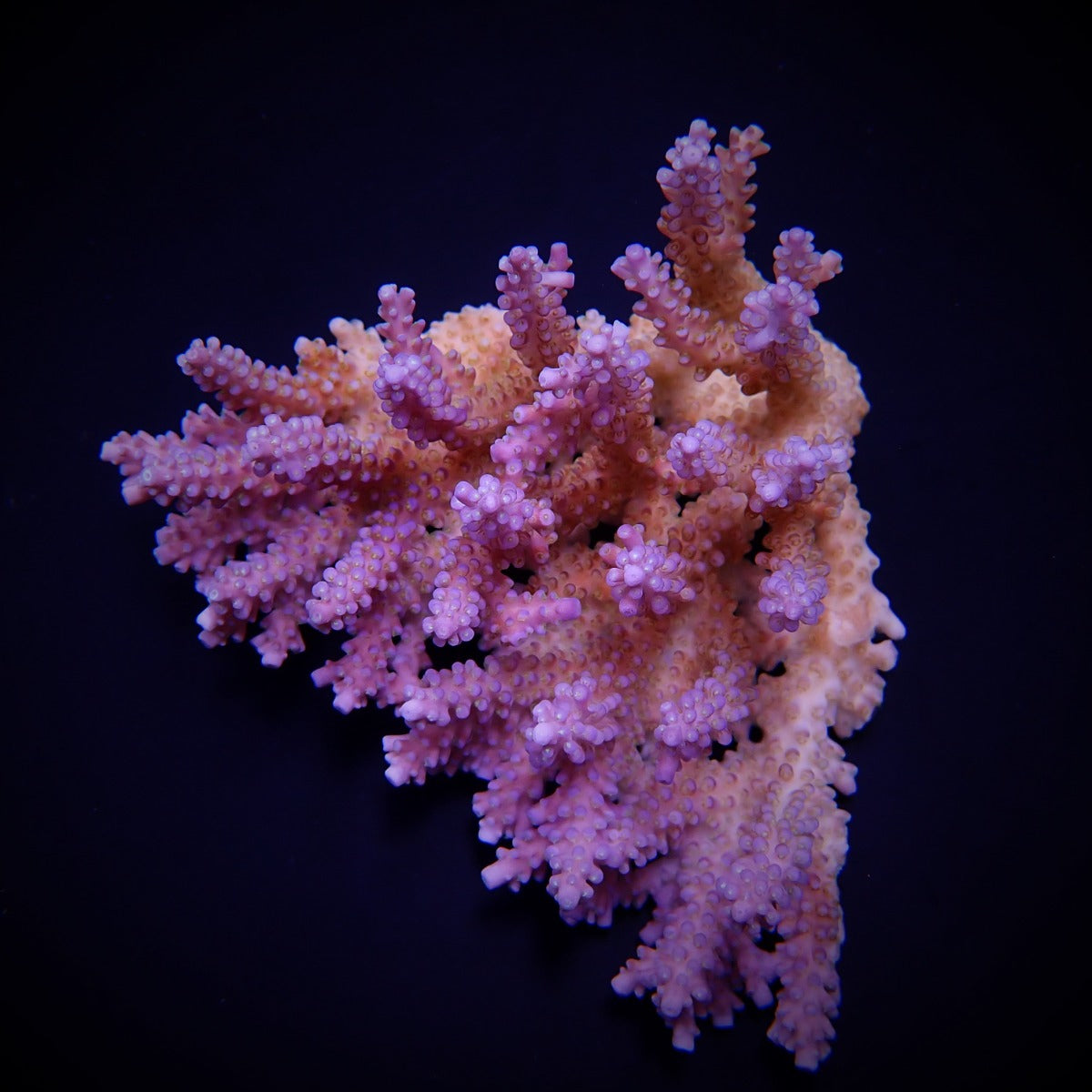 Acropora clathrata