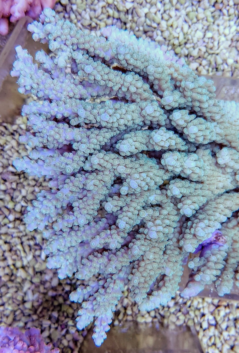Acropora clathrata
