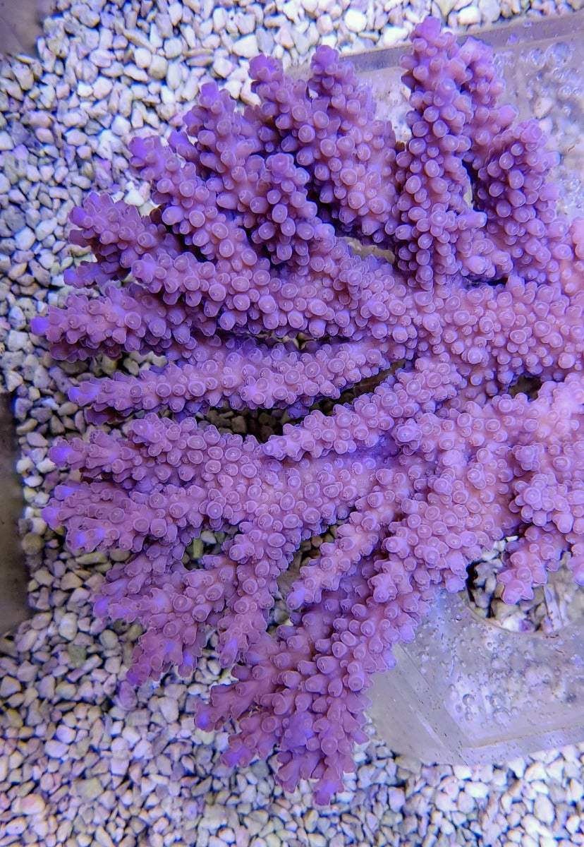 Acropora clathrata