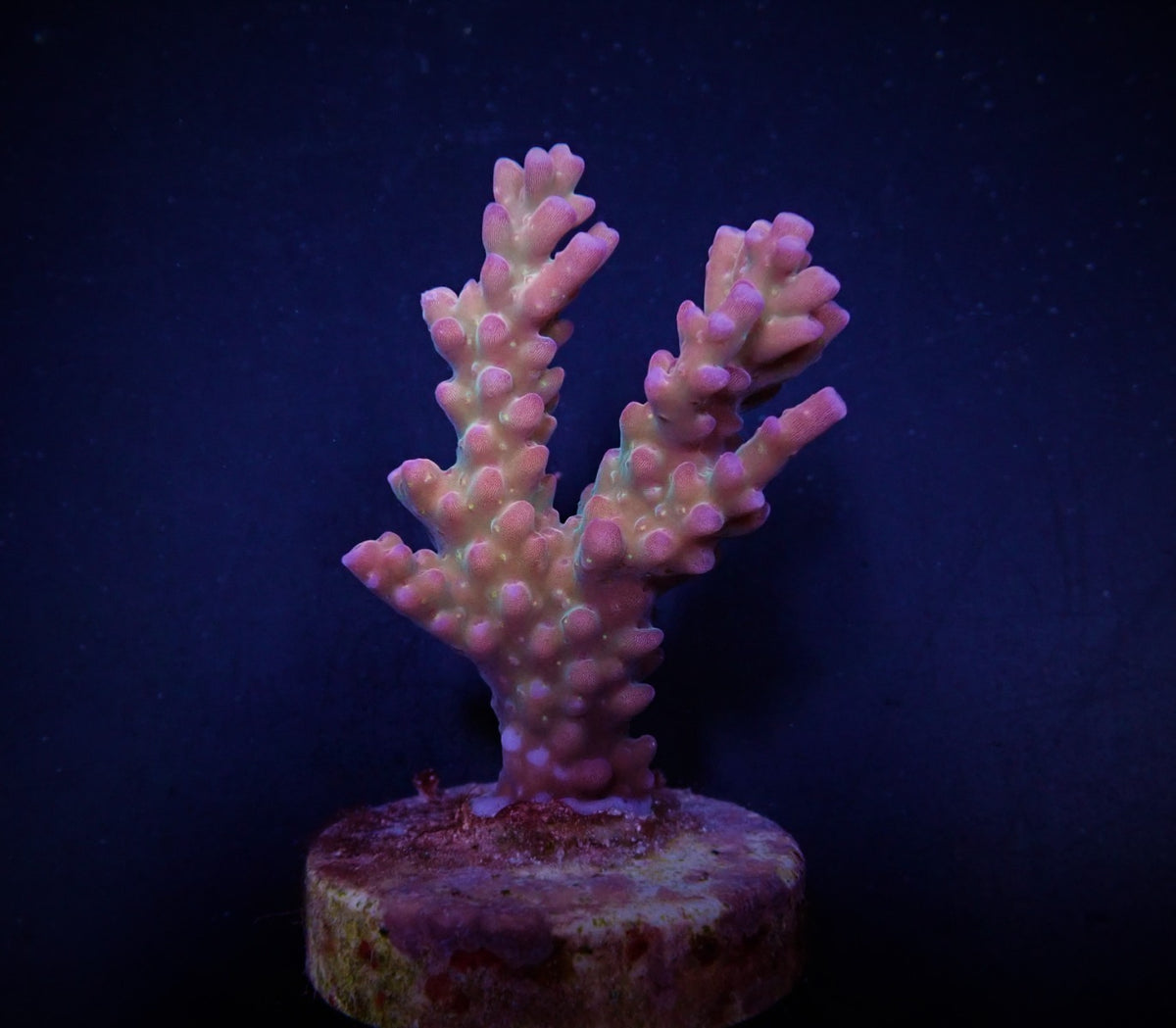 Acropora clathrata (frag)