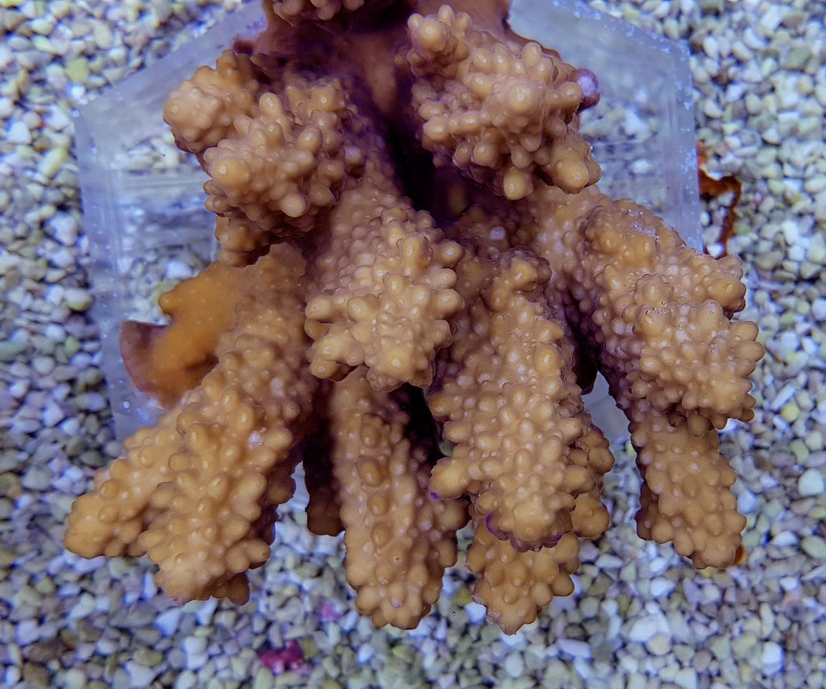 Acropora spp. (Coral Sea) (Common)