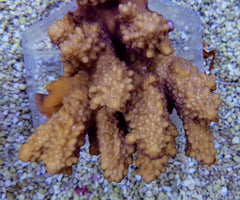 Acropora spp. (Coral Sea) (Common)