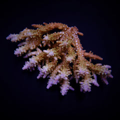 Acropora spp. (Coral Sea) (Ultra)