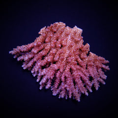 Acropora spp. (Coral Sea) (Ultra)