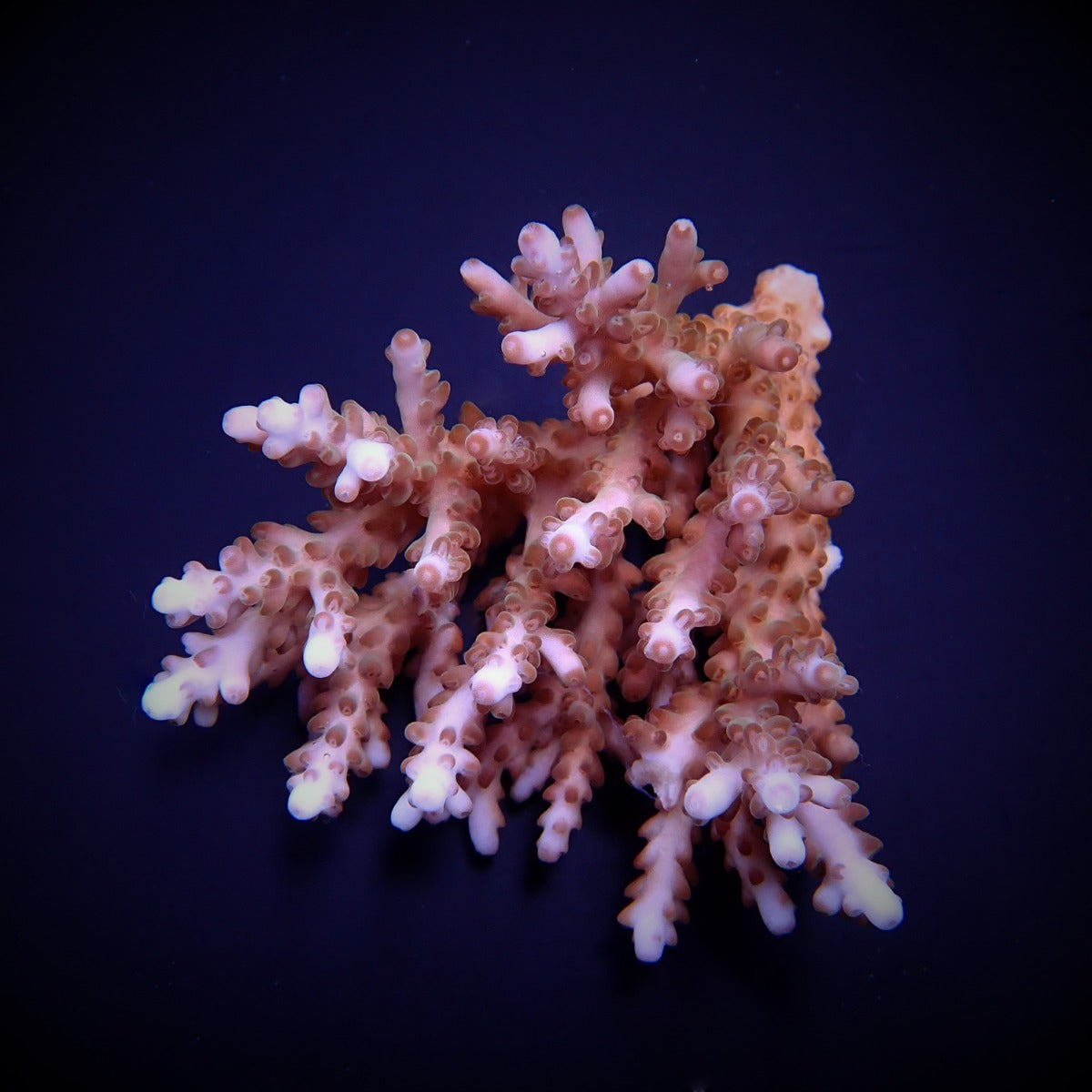 Acropora spp. (Coral Sea) (Ultra)