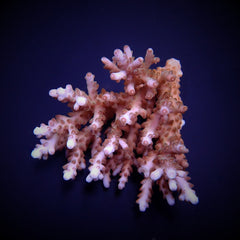 Acropora spp. (Coral Sea) (Ultra)