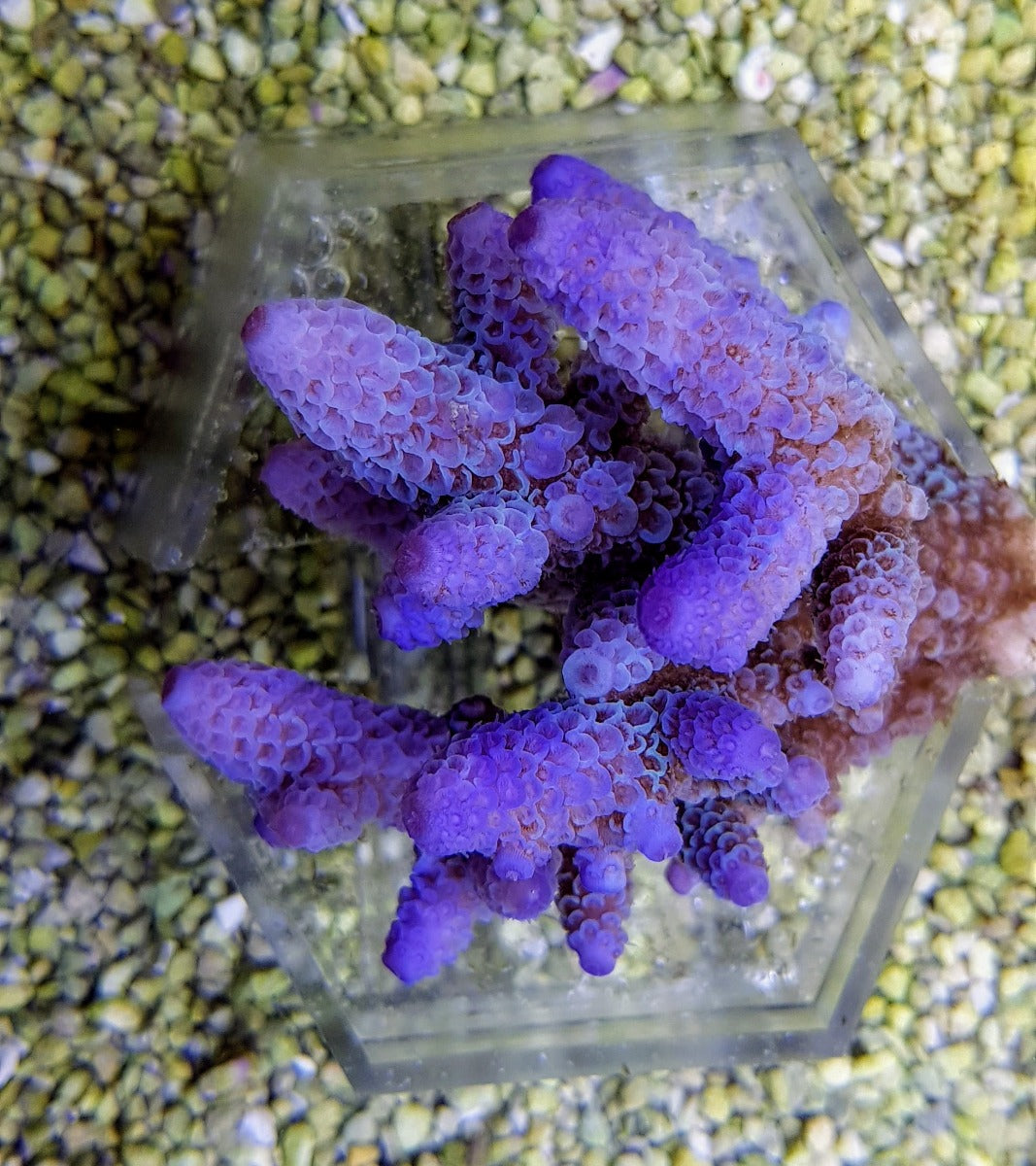 Acropora spp. (Coral Sea) (Ultra)