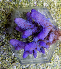 Acropora spp. (Coral Sea) (Ultra)