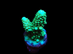 Acropora digitifera (frag)