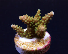 Acropora divaricata (frag)