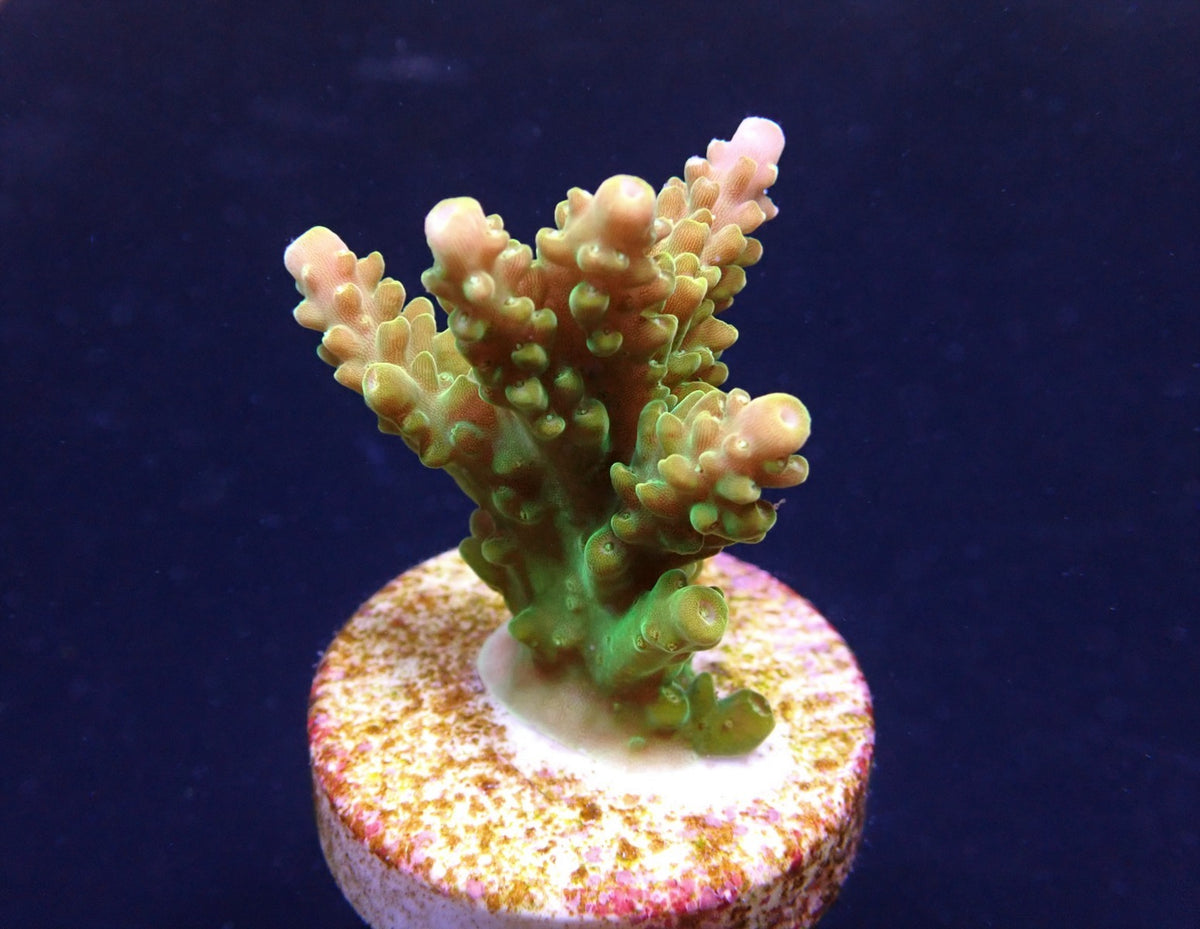 Acropora divaricata (frag)