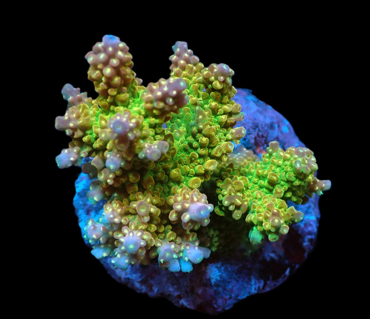 Acropora divaricata (Joe's Mango Garden) (M) f 197
