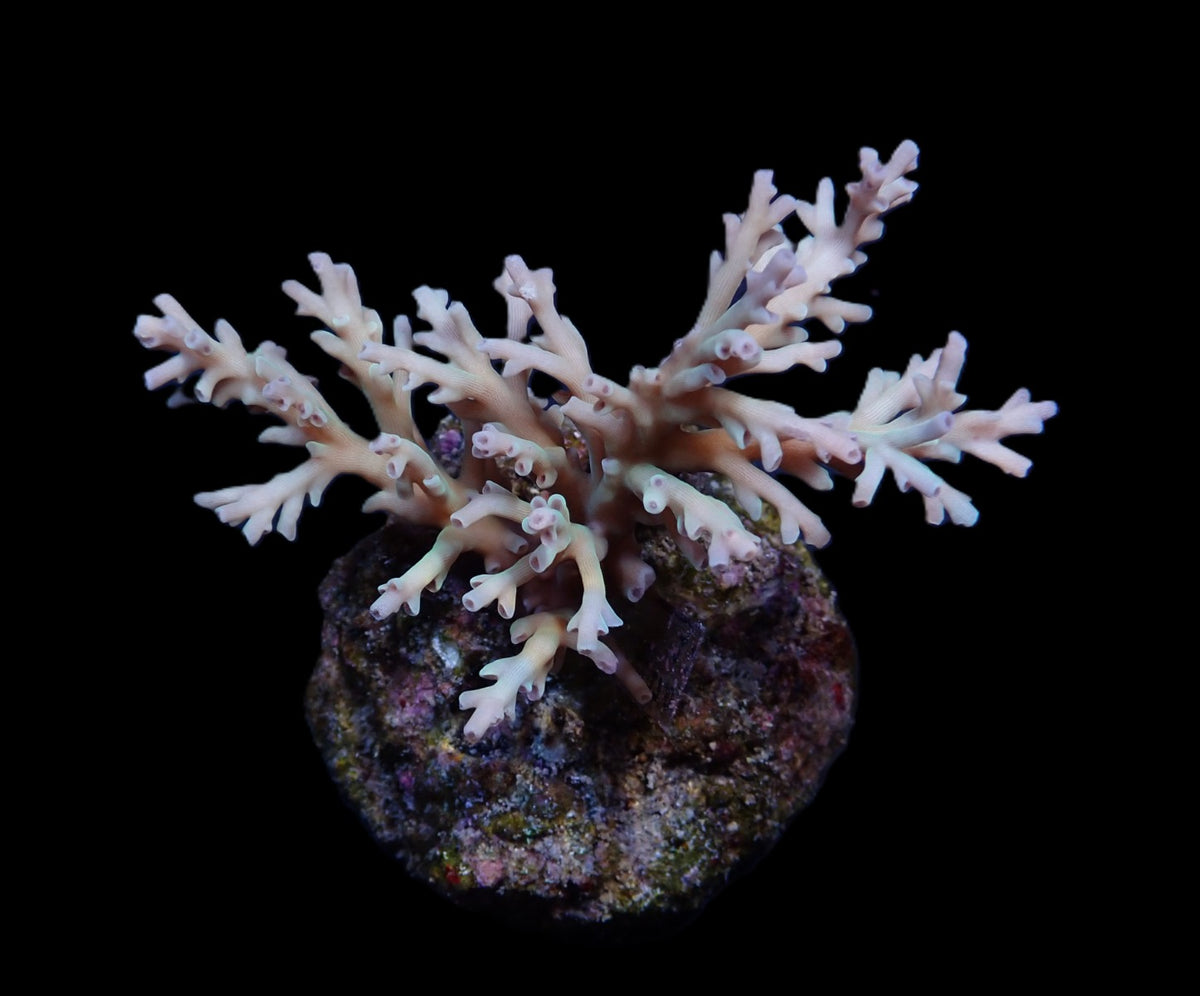 Acropora echinata