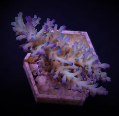 Acropora echinata (Ice fire)